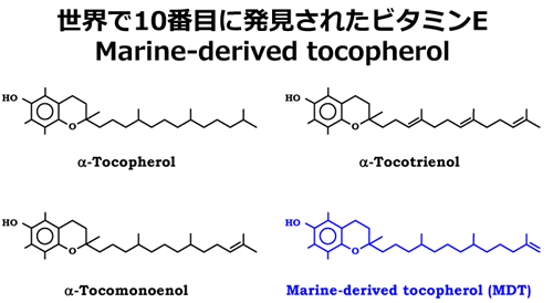 藤澤准教授が発見した海洋性ビタミンＥ（Marine-derived tocopherol）