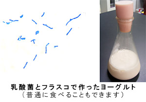 乳酸菌とフラスコで作ったヨーグルト