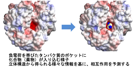 負電荷を帯びたタンパク質のポケットに化合物（薬物）が入り込む様子
