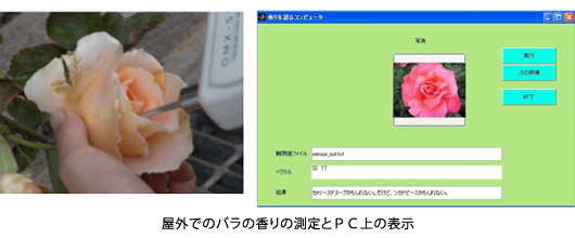 野外でのバラの香りの測定とPC上の表示