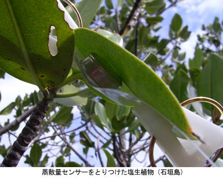 蒸散量センサーをとりつけた塩生植物（石垣島）