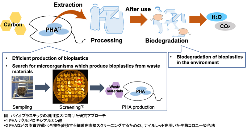 水環境工学（後藤早希）研究室