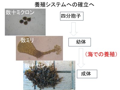 養殖システムの確立へ