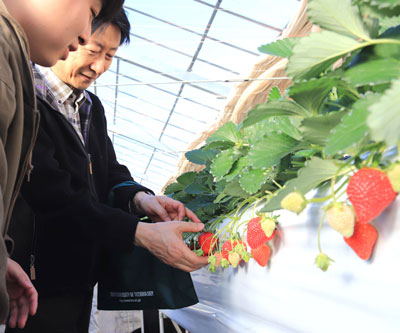 町田市の農園での試験栽培の様子