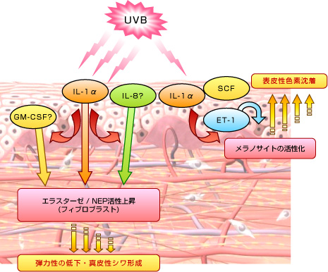 皮膚への紫外線照射によるシミ・シワ発生のメカニズム