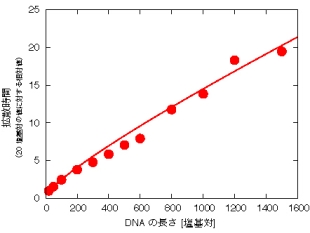 DNAの長さと拡散時間の関係