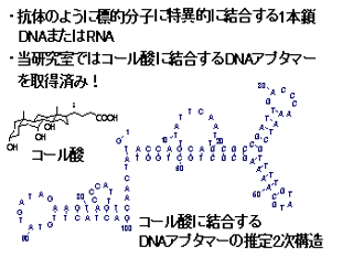 アプタマーとは？