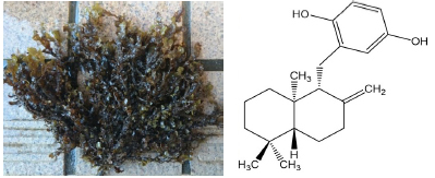 図1：海藻由来のシワヤハズ／ゾナロールの構造