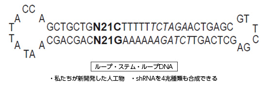 ループ・ステム・ループDNA