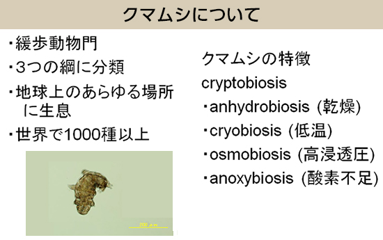 クマムシについて